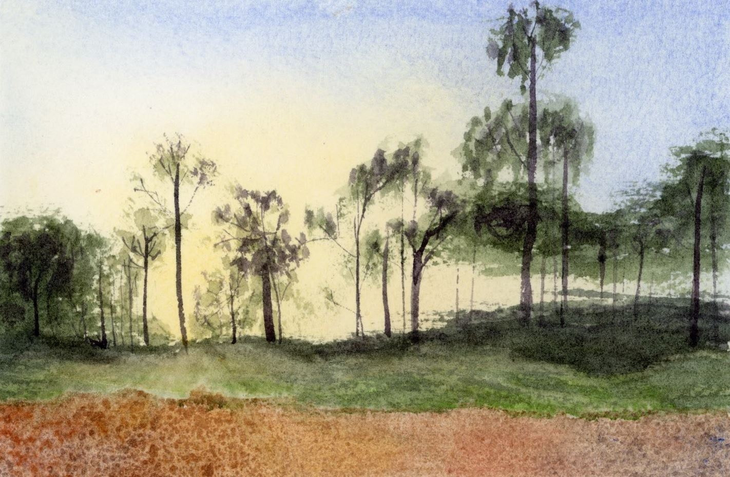 Florida Forest